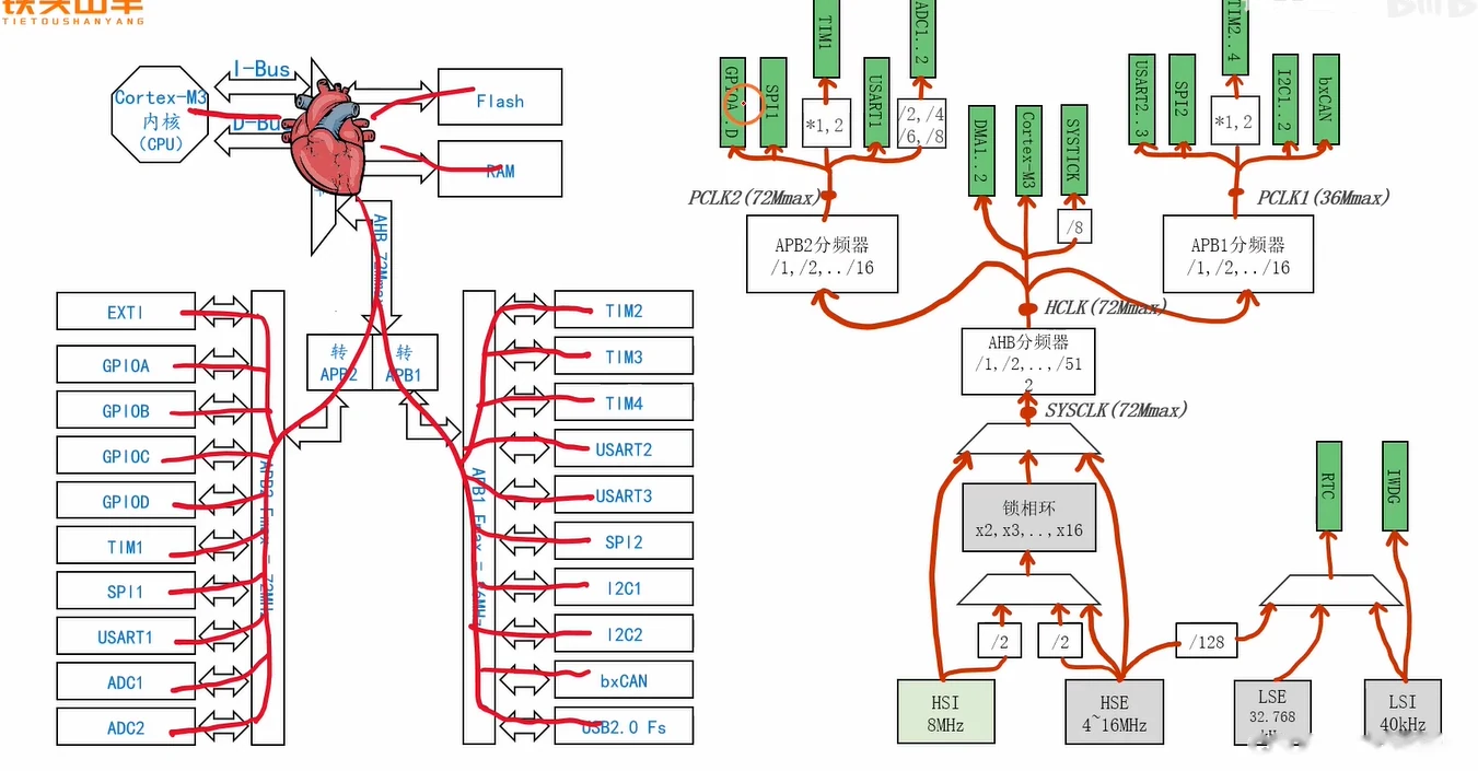 时钟=心脏的比喻图，右侧是同一张时钟树的简化结构：HSI 8MHz / HSE 4~16MHz / LSE 32.768kHz / LSI 40kHz 四个树根，PLL x2..x16，AHB 分频器 /1,2,…,512，APB2 分频器 /1,2,…/16（PCLK2 72Mmax）、APB1 分频器（PCLK1 36Mmax），叶子是 GPIOA..D、SPI1、TIM1、USART1、ADC1..2、DMA1、Cortex-M3、SYSTICK、USART2..3、SPI2、TIM2..4、I2C1..2、bxCAN 等