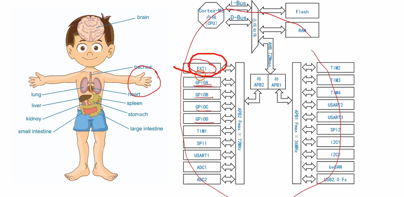 EXTI 在片上外设结构图中的位置：与 GPIO 并列、信号从 GPIO 引脚分一路进来