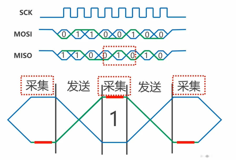 读出一个比特周期内"采集—发送"交替：一次 SCK 脉冲 = 交换 1 bit